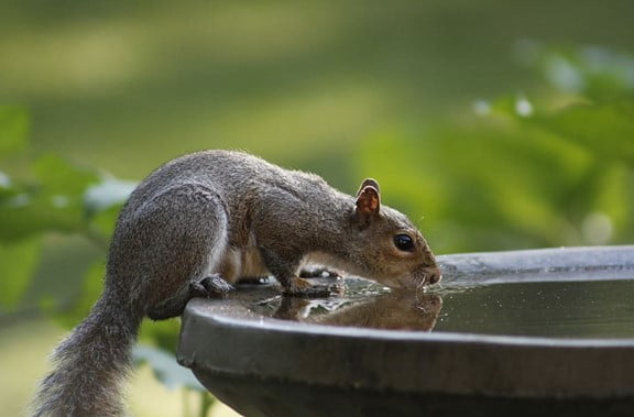 What to Feed A Wild Squirrels