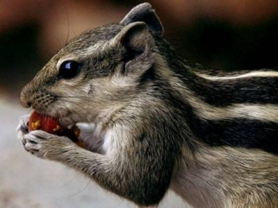 What to Feed Pet Squirrels