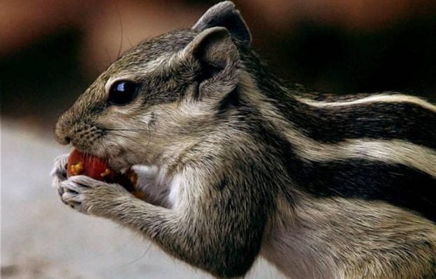 What to Feed Pet Squirrels
