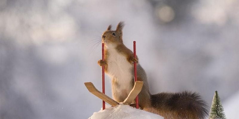What to Feed Squirrels in Winter