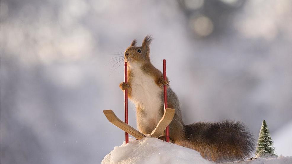 What To Feed Wild Squirrels In Winter