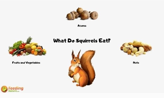 What to Feed Wild Squirrels