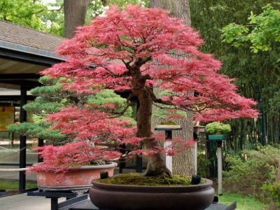 Which Type of Tree Is Good for Making Bonsai