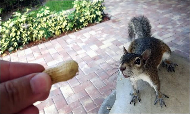 Why Should We Feed Squirrels