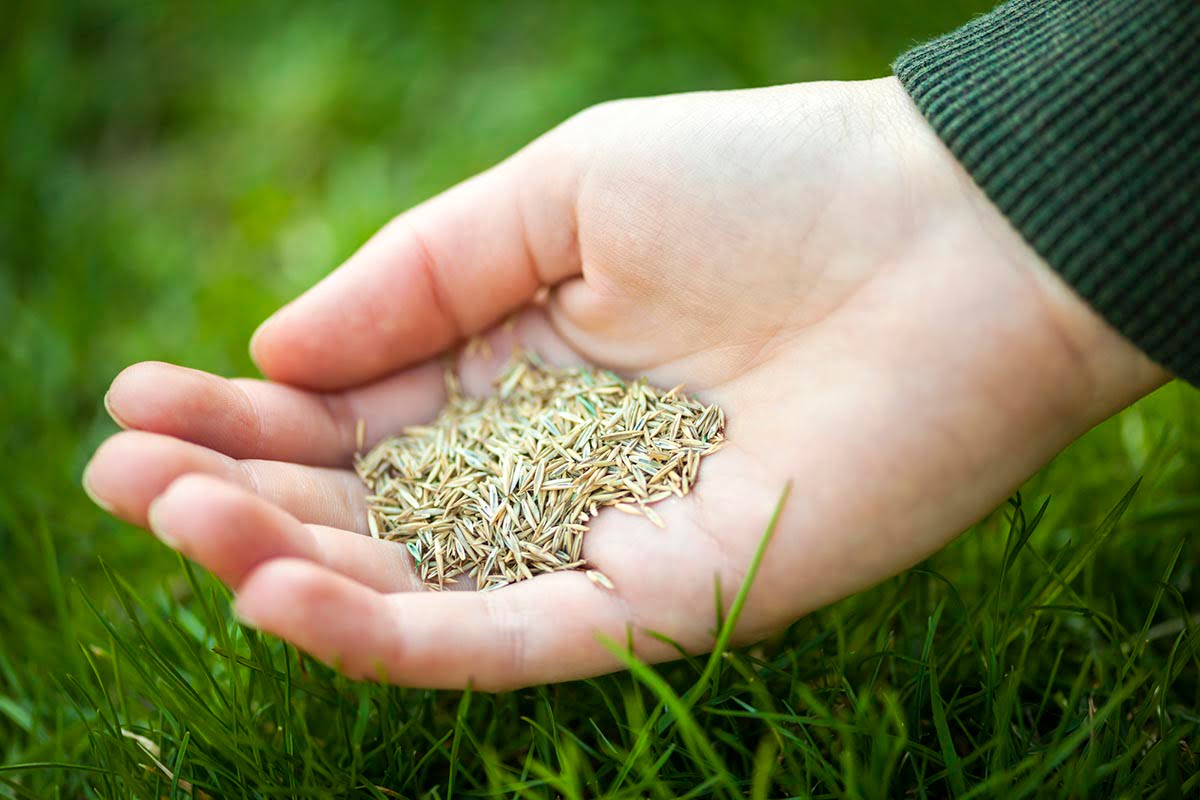 What's the Longest Grass Seed Can be Stored? Organize With Sandy