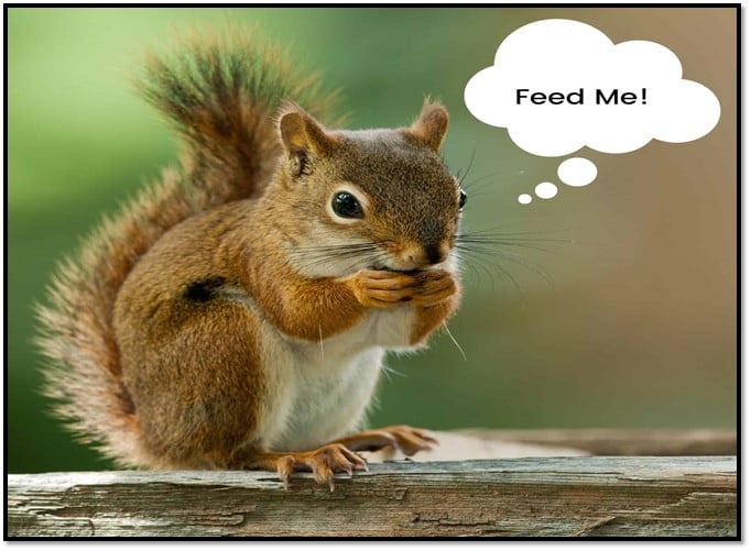 quirrels Diets Vary by Season