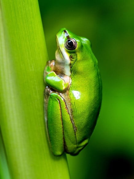 tree frogs