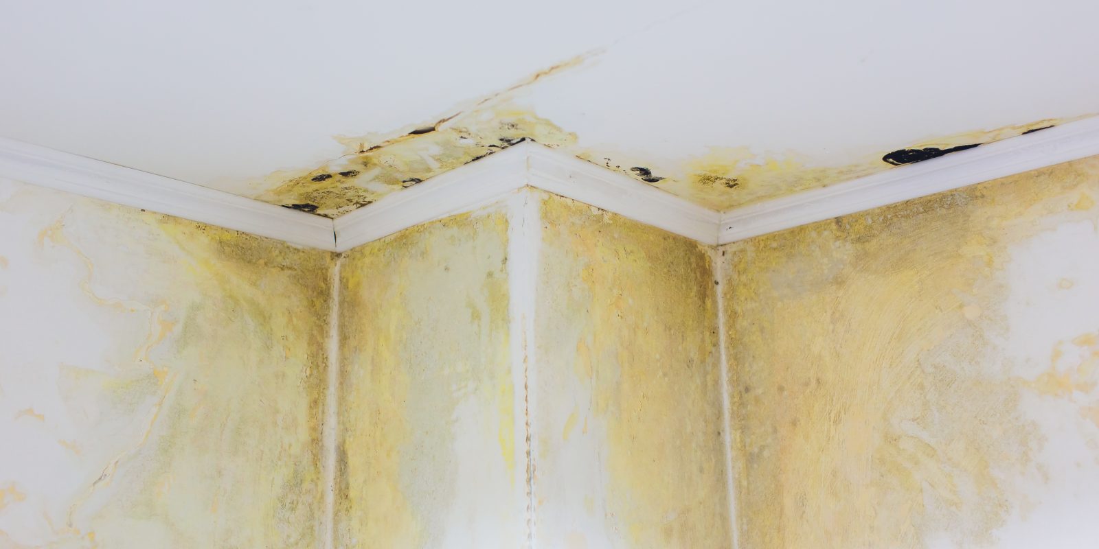 7 Causes Of Mold Growth In Homes And What To Do About It Organize