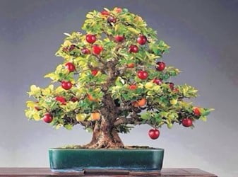 Apple Bonsai Tree (Clusia Rosea)