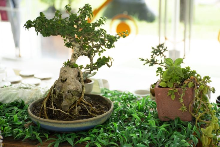 Apple Tree into a Bonsai