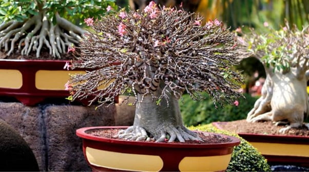 Average Pot Size for Sequoia Bonsai