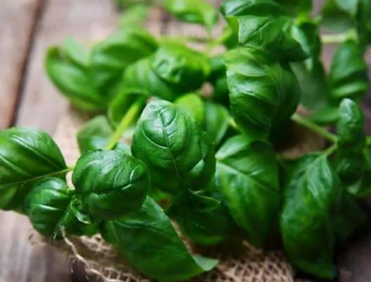 Basil Plants to Repel Fleas