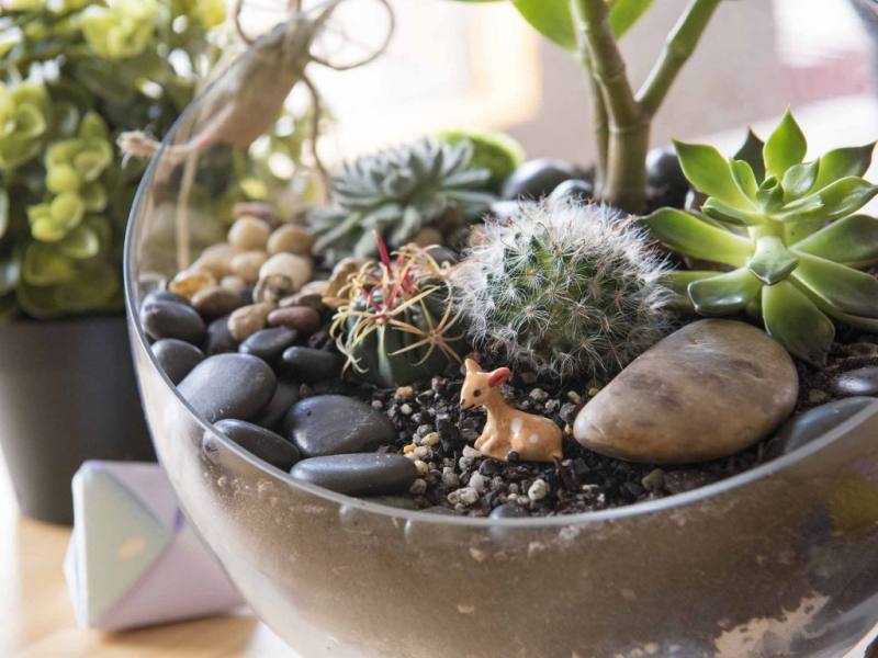 DIY Make a Cactus Terrarium The Perfect Size for Your Desk
