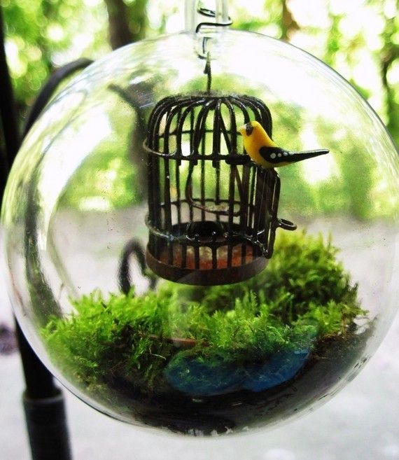 Caged Terrarium