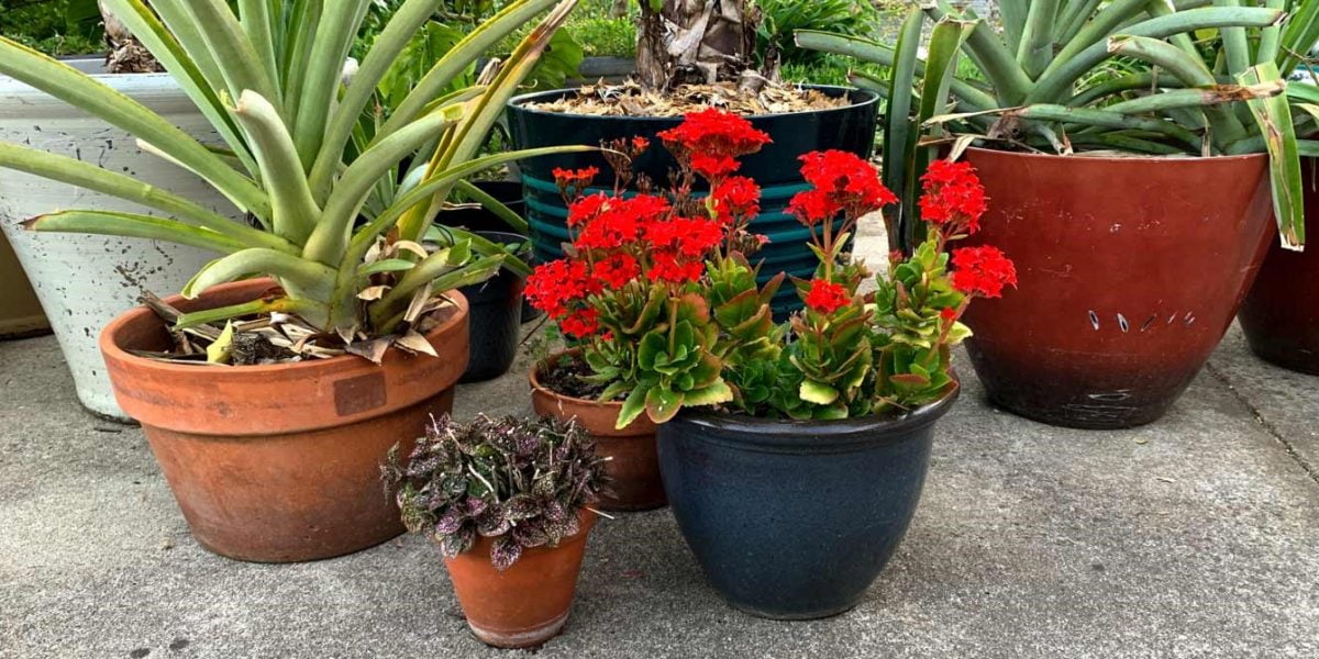 Ceramic Vs Plastic Pots Which is the Best Pot Material for Indoor