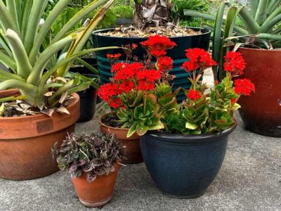 Ceramic Vs Plastic Pots Which is the Best Pot Material for Indoor Plants