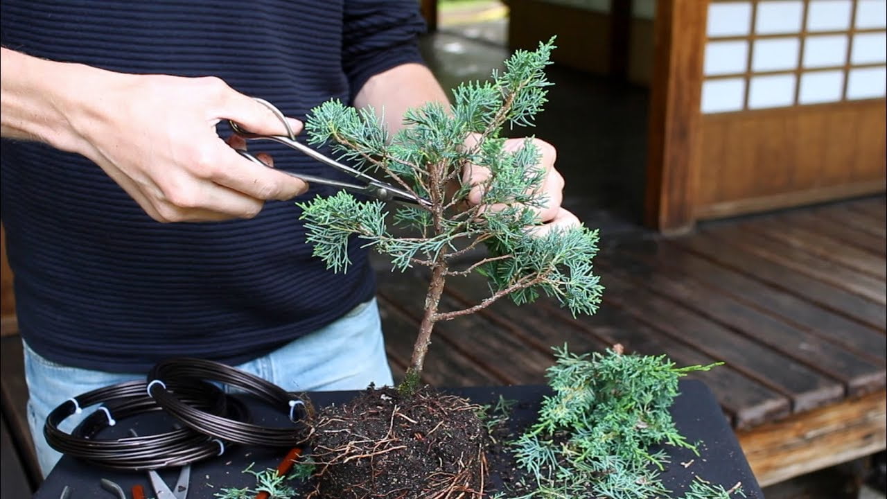 Cutting Bonsai Tree Branch