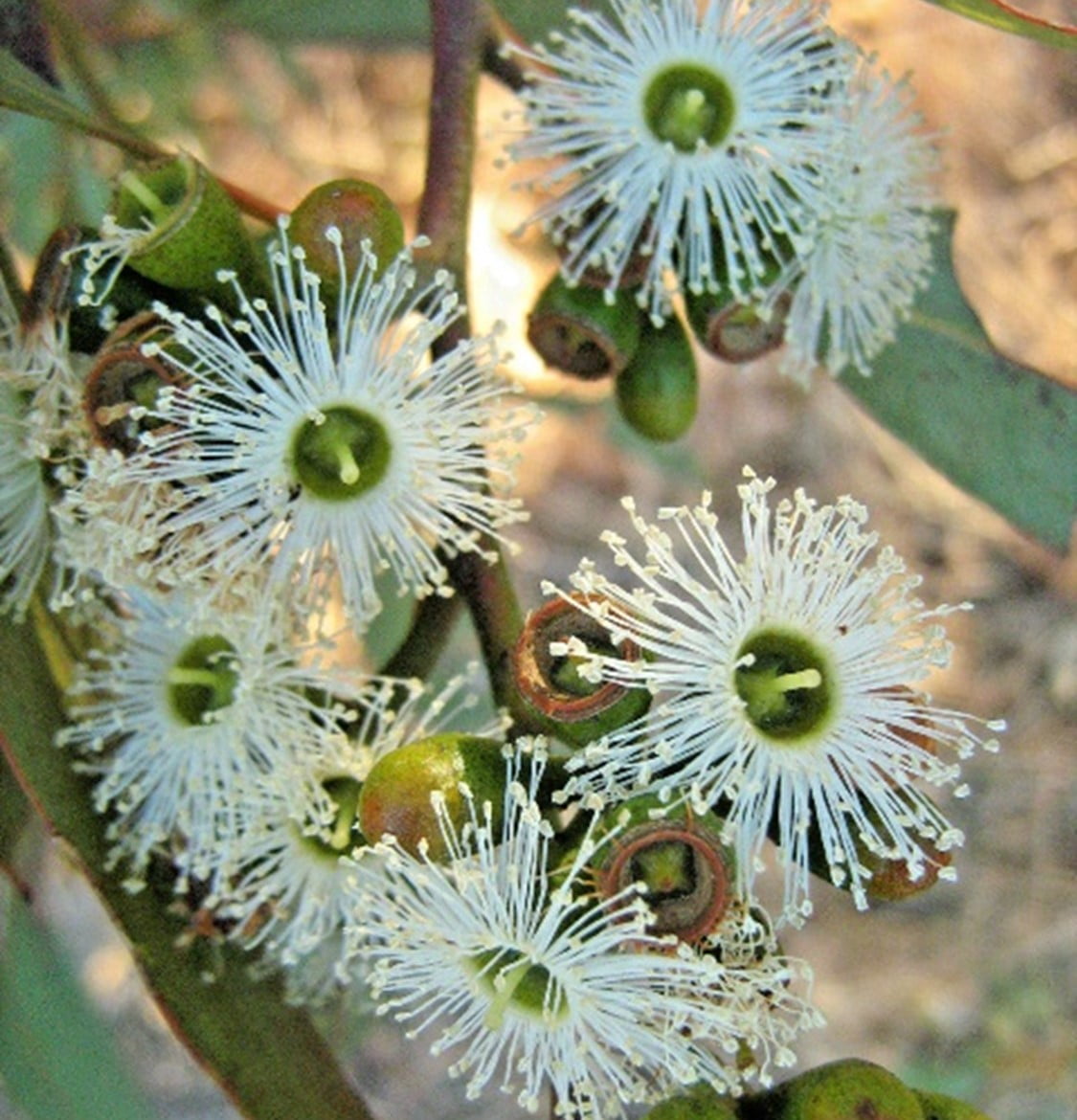 Eucalyptus Plants to Repel Ticks