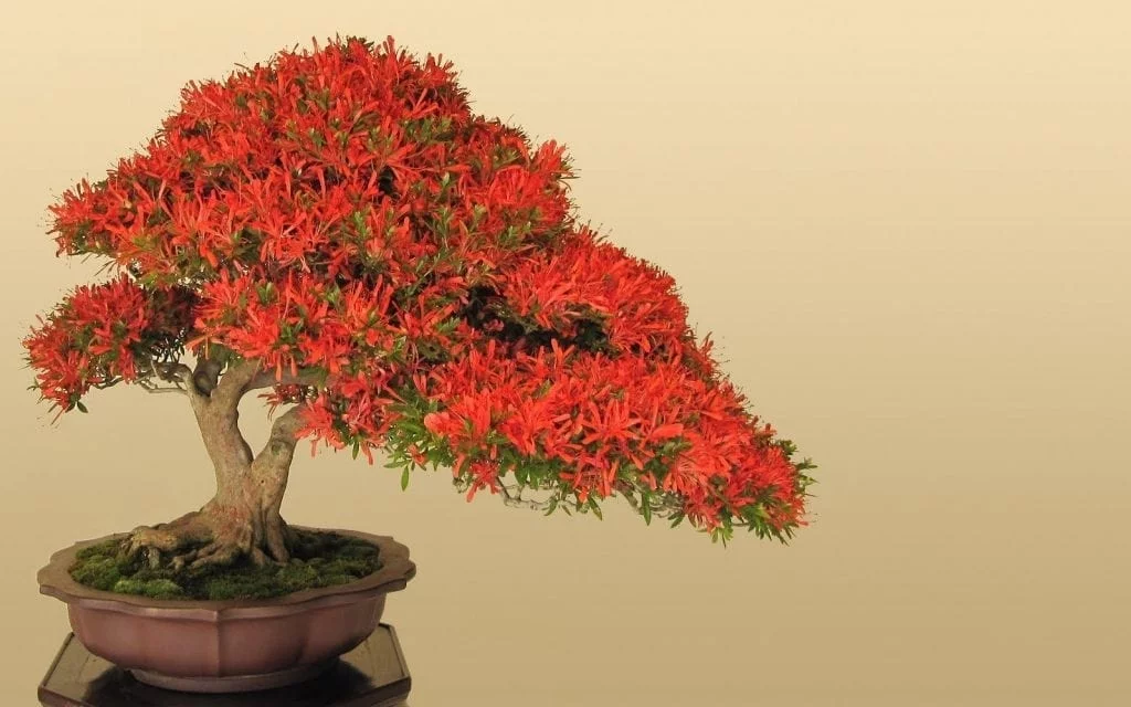 Flowering Trees bonsai