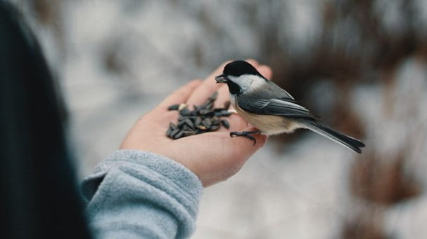 Gently Pick Up the Bird from Behind