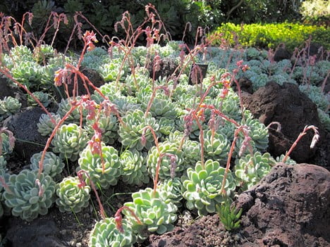 Ghost Plant Succulents