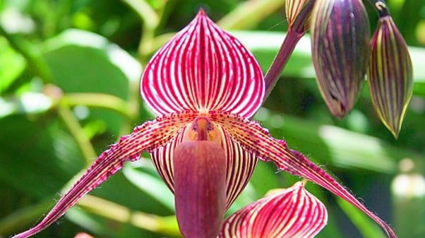 Gold of Kinabalu Orchid