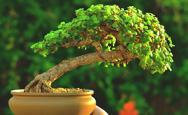 Green Trees bonsai