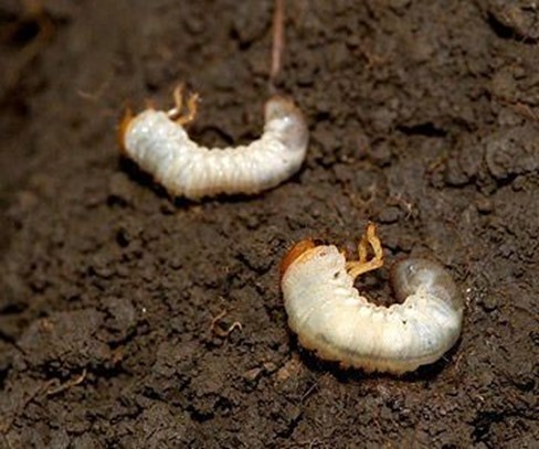 Grubs (Grub Worms) Holotrichia