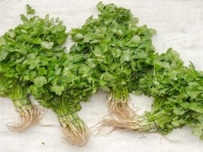 How Long Does Cilantro Take to Grow