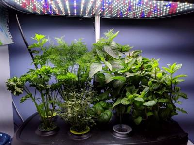 How Much Does It Cost to Run an AeroGarden