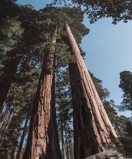 How To Germinate Large Sequoia Bonsai