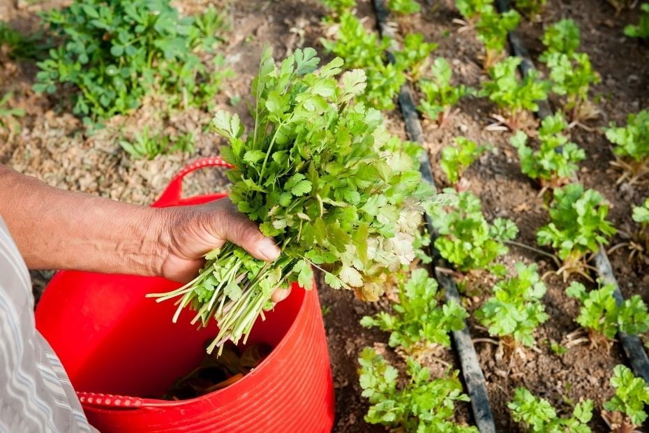 How To Grow Cilantro Guide Inside and Outside Organize With Sandy