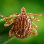 How Vinegar Can Help You Repel Ticks