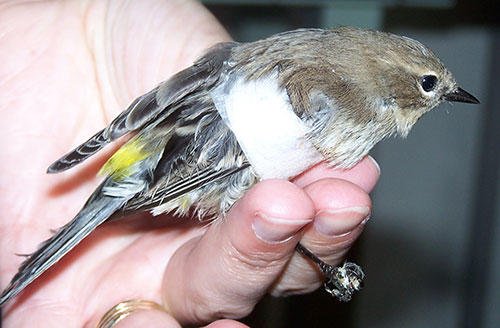 Injured Bird