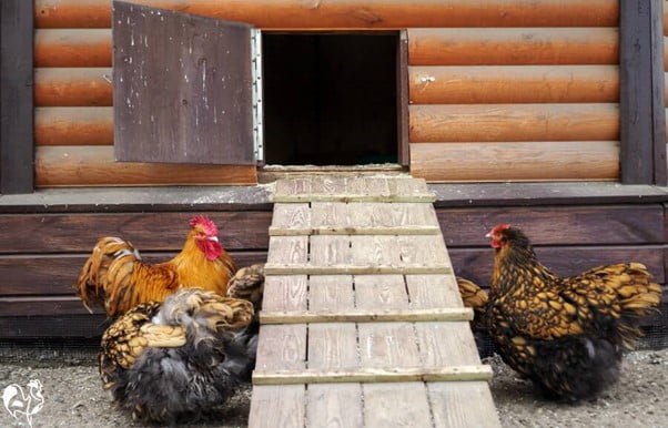 Is It Important to Close a Chicken Coop Door