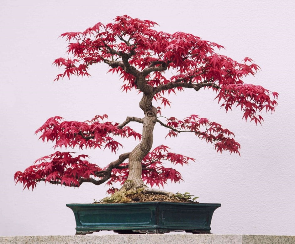 Japanese Maple (Acer palmatum)