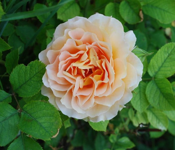 Juliet Rose Flower Plant