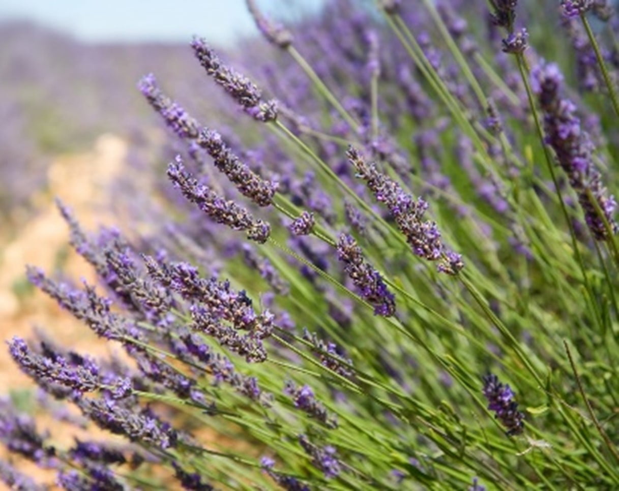 Lavender Plants to Repel Ticks