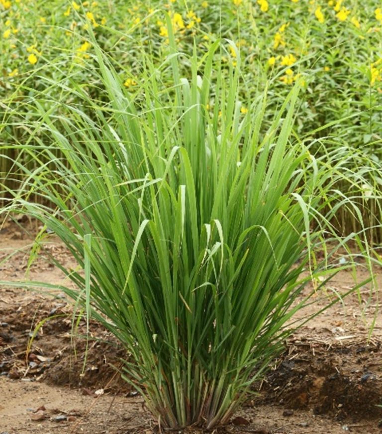 10 Easy to Grow Plants that Repel Fleas and Ticks 10 Easy to Grow Plants that Repel Fleas and Ticks