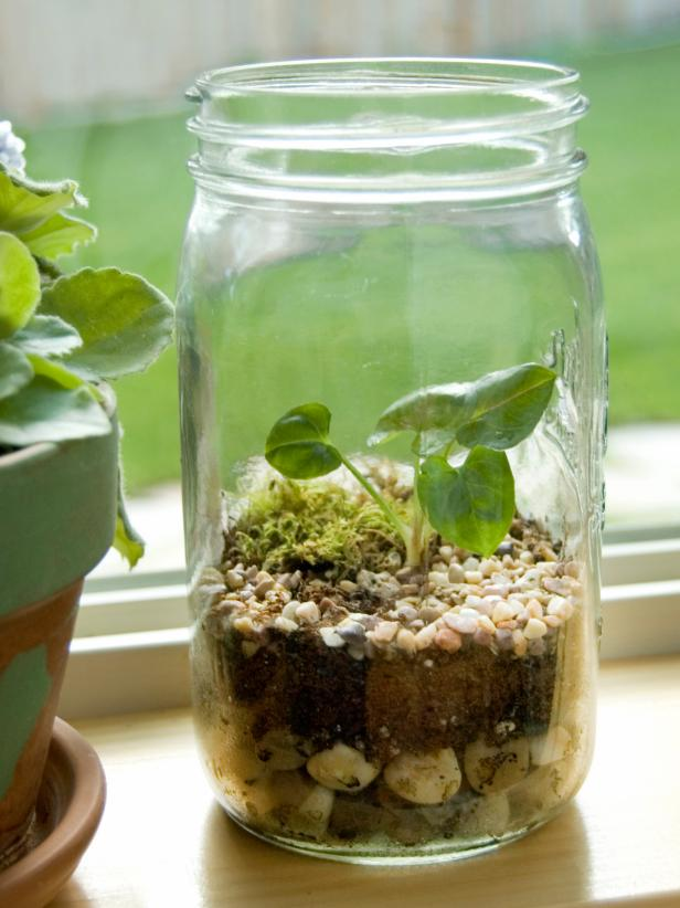 Mason Jar or Wine Bottle Terrarium