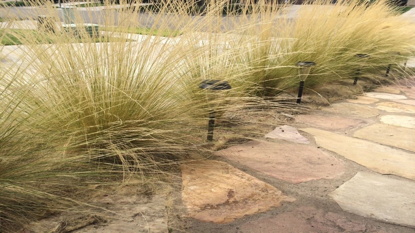 Mexican Feather Grass