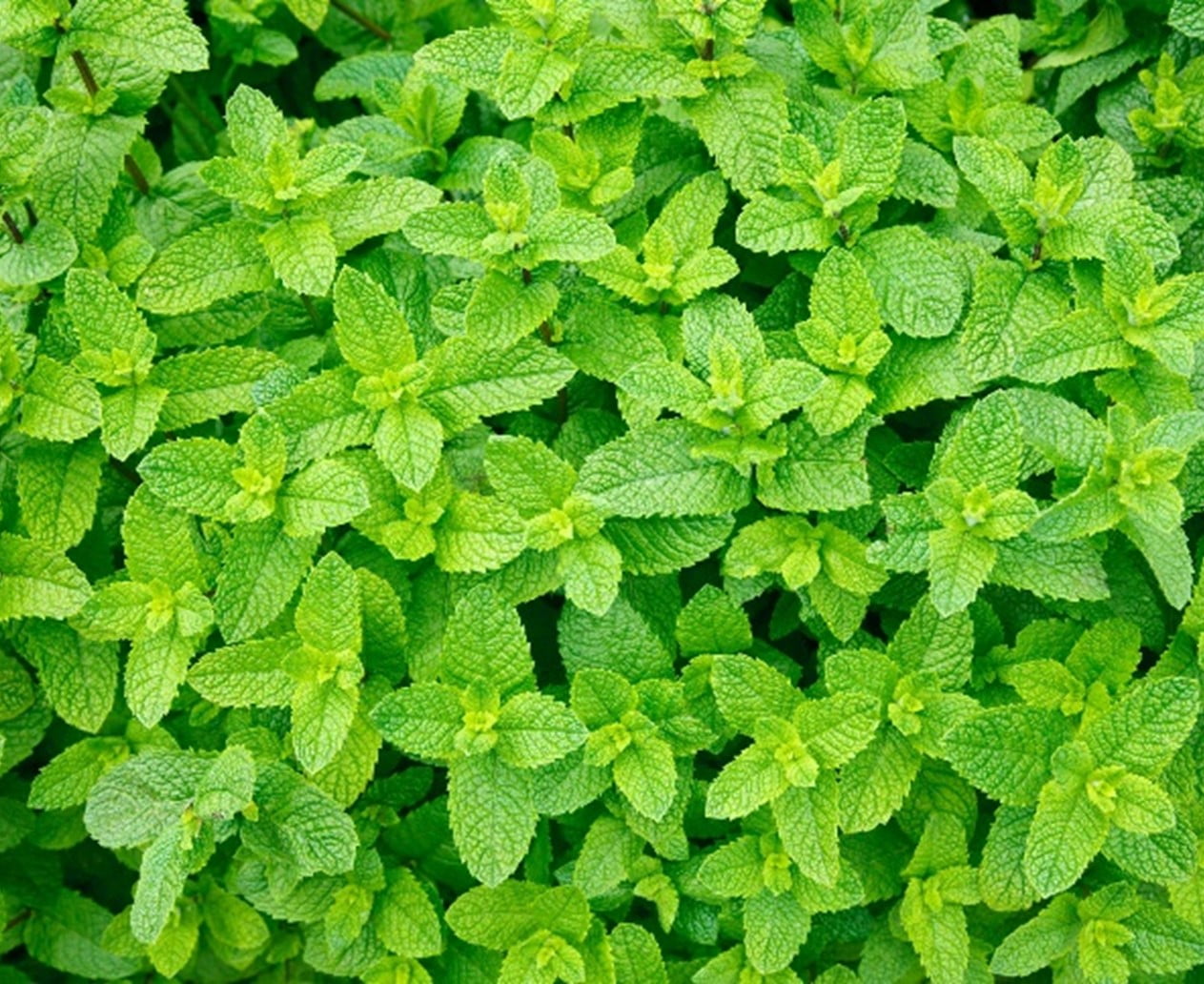 Mint Plants to Repel Fleas