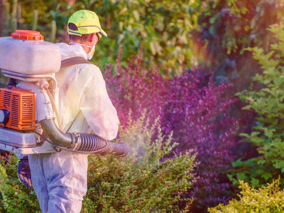 is-mosquito-fogging-effective-organize-with-sandy