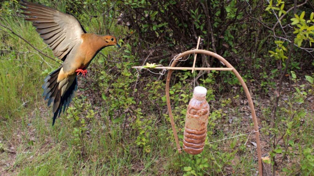 how-to-catch-nearly-any-wild-bird-organize-with-sandy