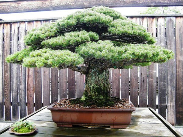 Old Pine Bonsai Tree