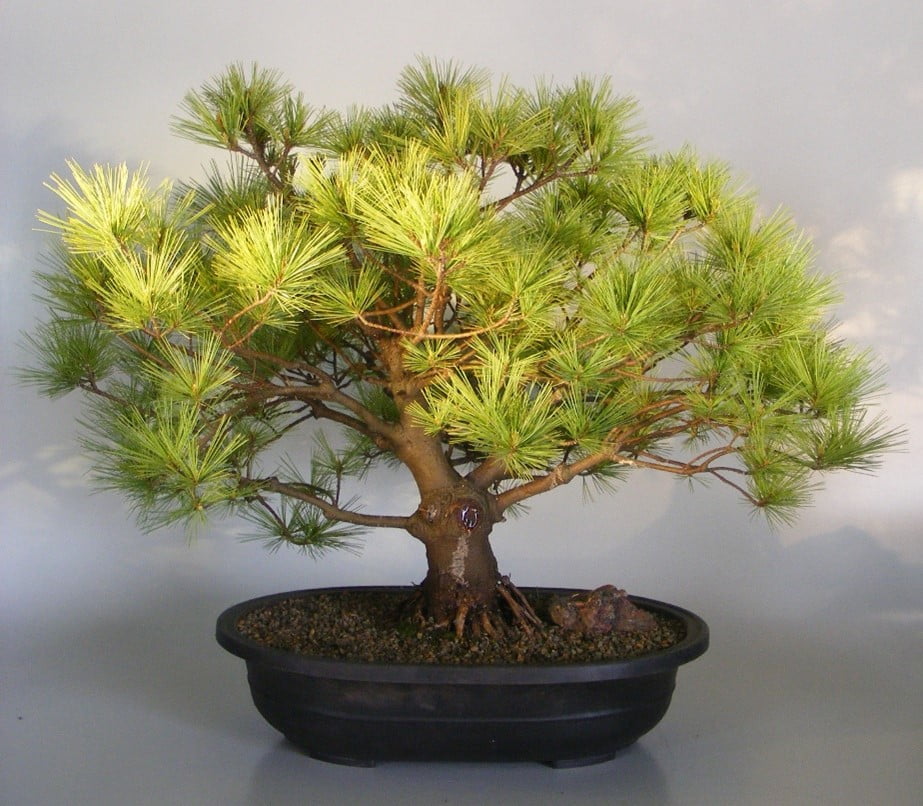 Pine (Pinus spp.)