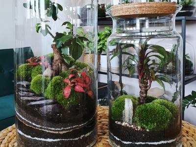 Beautiful jar with live forest with self ecosystem, terrarium, forest in a jar