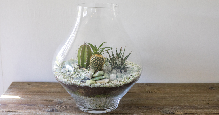 DIY Make a Cactus Terrarium - The Perfect Size for Your Desk