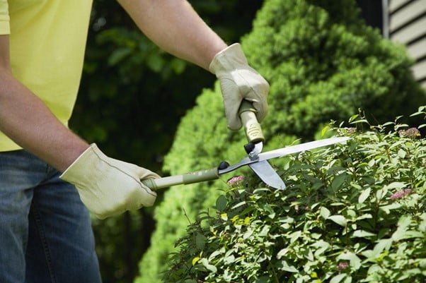 Prune the Plants and Trees