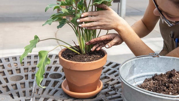 Repotting an indoor plant